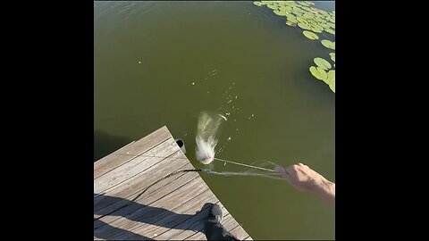 cast netting shiners