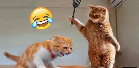 Funny Animal Videos 2023 😂 - Funniest Cats And Dogs Video 😺😍