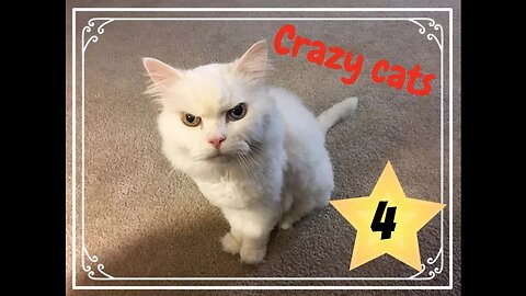 Floki coub#4 "crazy cats"