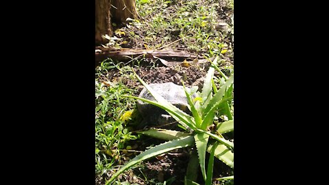 Tortoise in my garden