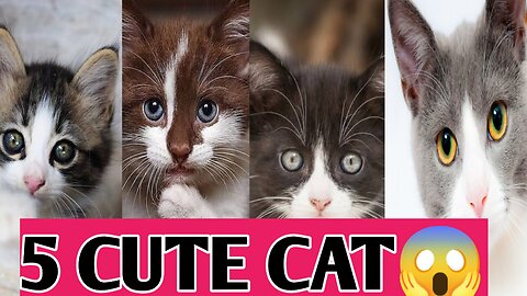 5 Adorable Cute Cat. Cute Animal Cat