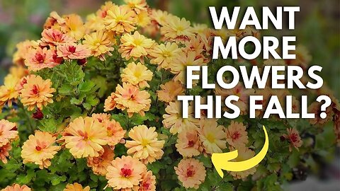 Four Summer Mum Care Tips For More Flowers This Fall! 💖🌿