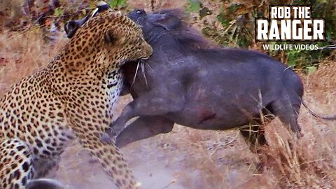 Leopard Vs Warthog | Rob The Ranger Special Edition