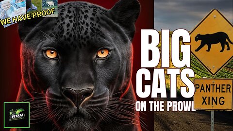 PROOF OF FREE ROAMING BIG CATS | Leopard and Panther facts, Age of the Big Cats