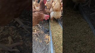 #chickens #homesteading #homestead #farmgirl #countrylife