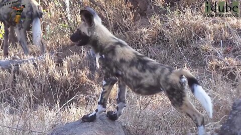 African Painted Wolves And Their Cute Pups