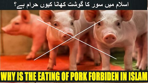Why is the eating of pork forbidden in Islam اسلام میں سور کا گوشت کھانا کیوں حرام ہے؟