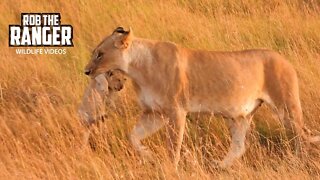 Lion Cubs Being Moved | Maasai Mara Safari | Zebra Plains