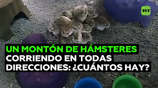 Decenas de pequeños hámsteres escondidos en sus ‘refugios’