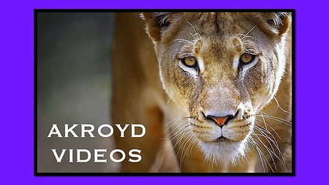 DAUGHTRY - LIONESS - BY AKROYD VIDEOS