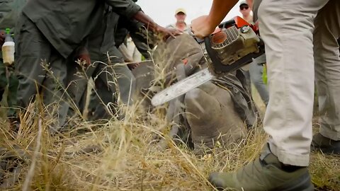 Why Removing a Rhino_s Horn Might Just Save it _ Planet Earth III Behind The Scenes _