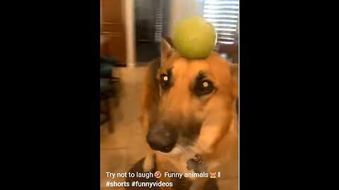 Funny Animals