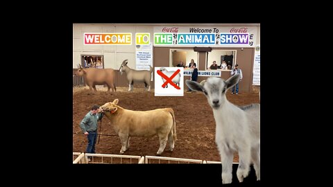 Livestock Show!🐂🐐🏅