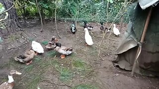 Some of my Indian Runner Ducks, drying themselves after a swim 18/06/2020