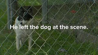 Dog Left At Scene Of Hit-&-Run Crash