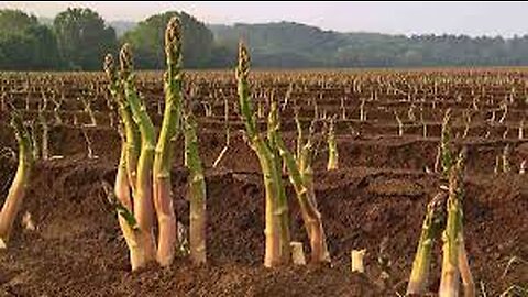 How Farmers Produce Millions of Asparagus and Harvesting - Asparagus Farming Technology