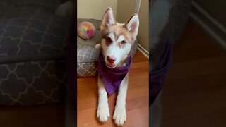 4 things my HUSKY PUPPY wants to TELL YOU!! #huskies #huskypuppy #shorts #puppy