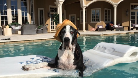 Fashionable Great Dane chills out on pool floatie