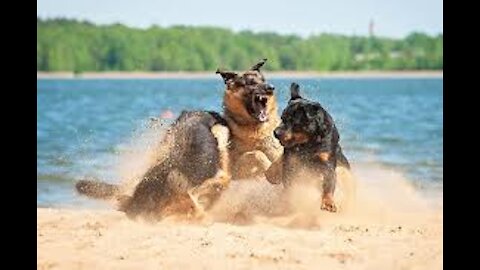 REACTIVE GERMAN SHEPHERD THROWN INTO A PACK OF DOGS! (CRAZY TURNOUT!)