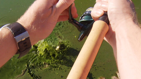 The Sloppiest Largemouth Bass Attacked my Worm while Bank Fishing!