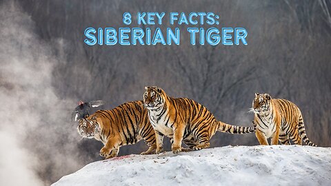 Into the Wilderness: Navigating the Ecology and Conservation of Siberian Tigers 8 Key Facts