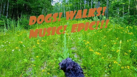 Walking The Dog #Epic #OffTopic #Random #Music Video #DOG 🤘🎸🤘🐶❤