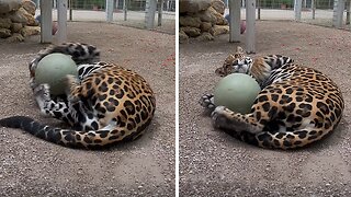 Purring Jaguar Plays With Toy Ball