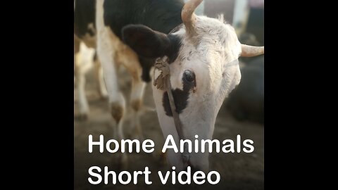 Home Animals Short video