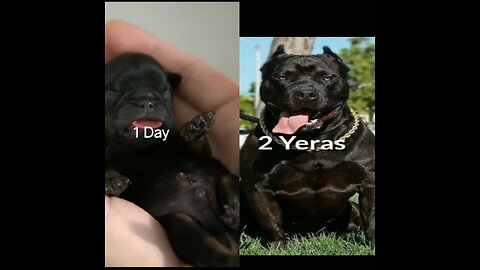 Pitbul dog 😎 born to young