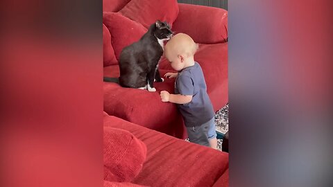 A funny fight between the cat and the kid