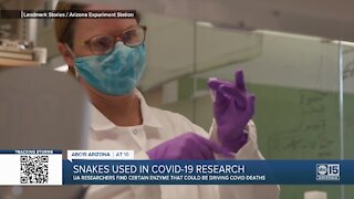 Snakes used in COVID-19 research
