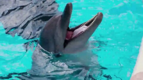 Dolphin - scenic relaxation film with calming music
