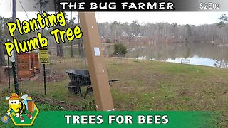 Trees For Bees -- Planting a Black Ice plum tree for spring. Working on the sustainable landscape.