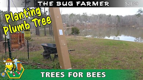 Trees For Bees -- Planting a Black Ice plum tree for spring. Working on the sustainable landscape.