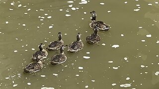 Six ducklings made it so far