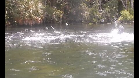 Dolphin Feeding Time - Mullet is on the Menu