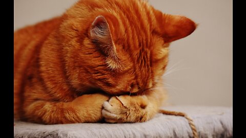 cute cat and rabbit sleeping together