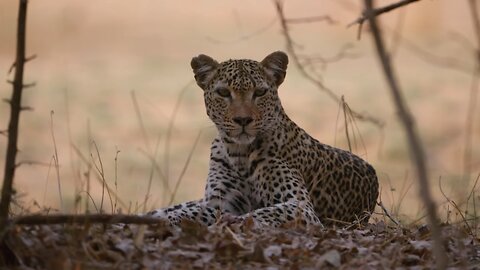 Leopard vs. Lion African Standoff | Animal Attacks | Animal Ethics