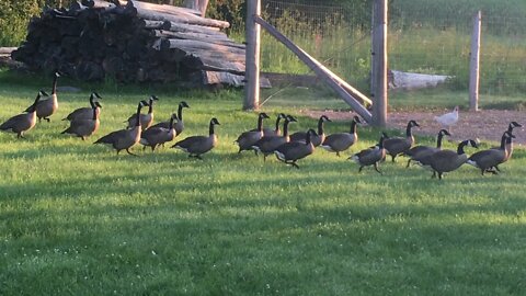 Canada Geese in my backyard July 24, 2021