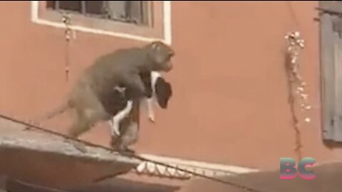 Brazen monkey kidnaps puppy from busy street