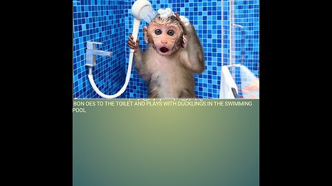 Monkey Baby Bon Bon oes to the toilet and plays with Ducklings in the swimming pool