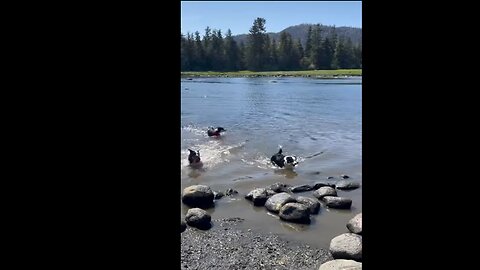 Swimming and Fetching Sticks in Beautiful Alaska. What Could be More Fun?