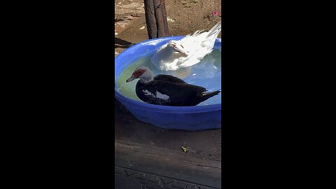 Muscovy Ducks