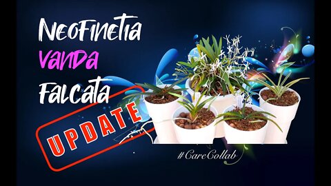 Neofinetia falcata | Vanda falcata UPDATE | Self-watering & Semi Hydorponics #Leca #CareCollab