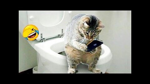 funny animals (funny cat) click this!