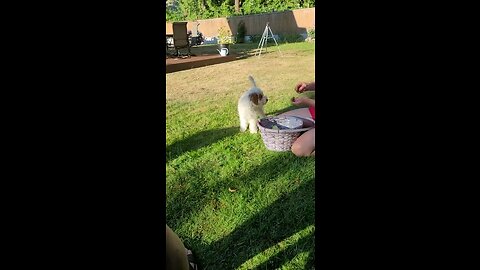 Golden Doodle puppy puts away his toys
