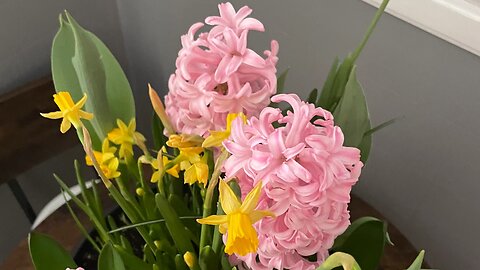 Daffodils and hyacinth speak