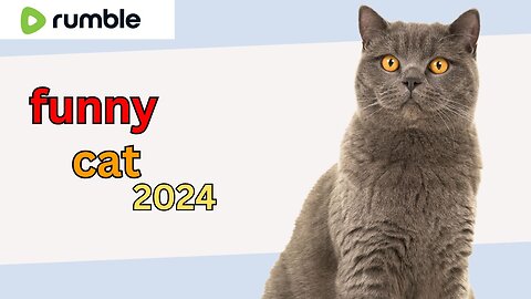 Cats Funny Video 2024 Animals Funny Video 2024 Funny Video 2024