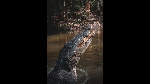 The Dark side of Crocodile full documentry