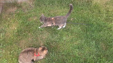 Young cat funny attacks the eldest